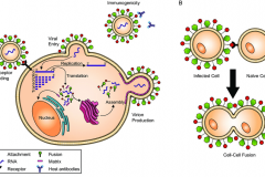 Diagram-of-the-viral-life-cycle-A-Virions-bind-to-host-cell-receptors-black